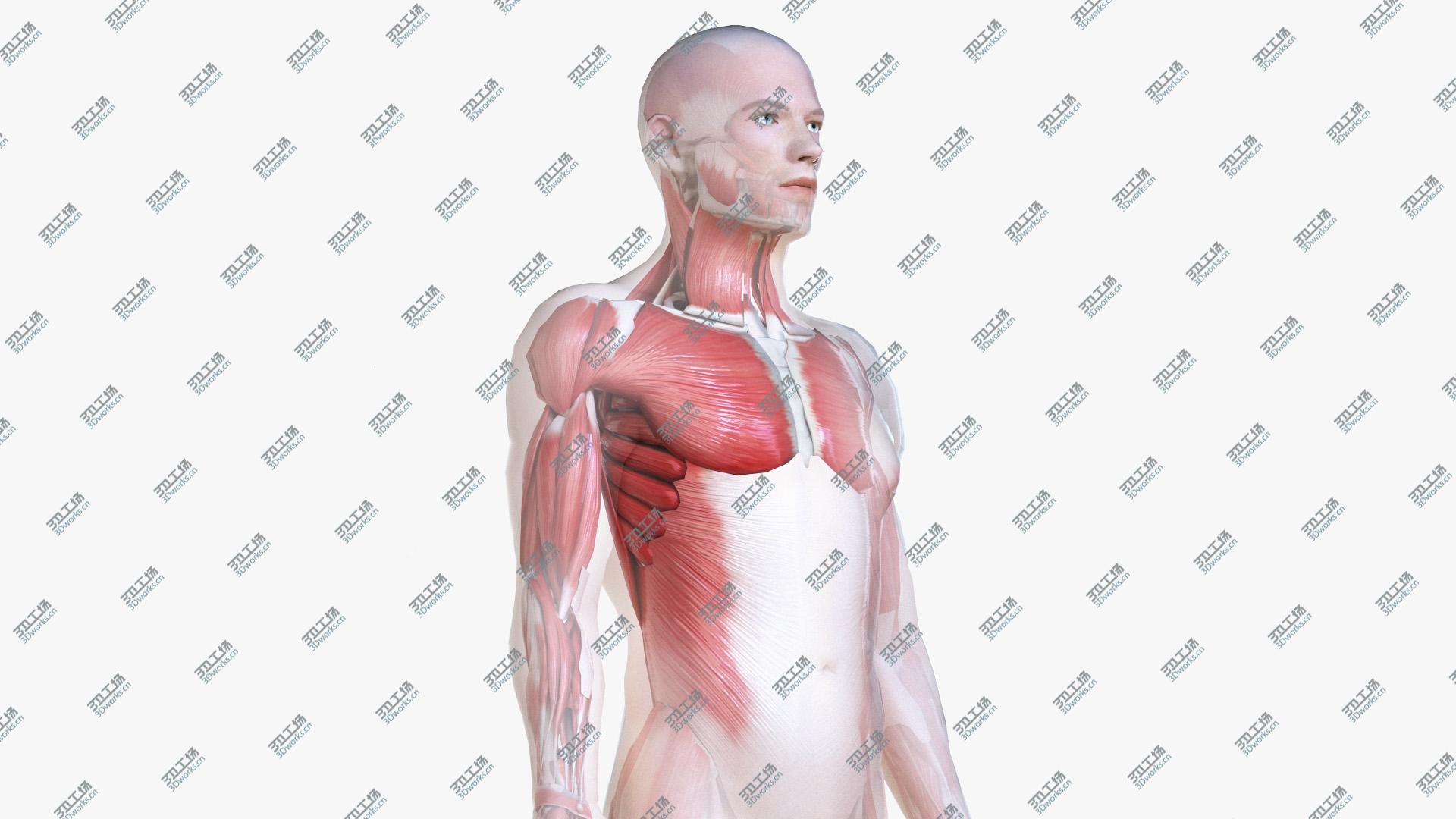images/goods_img/20210313/Male Body, Skeleton and Muscles (Low Poly) 3D model/1.jpg